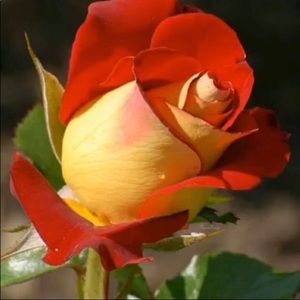 Meet your Posher, Ediyan